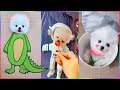 Funny and Cute Dog Pomeranian 😍🐶| Funny Puppy Videos #286