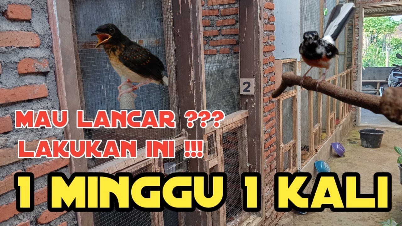 🛑 STREAMING cukup 1 minggu 1 kali bikin lancar ternak murai batu