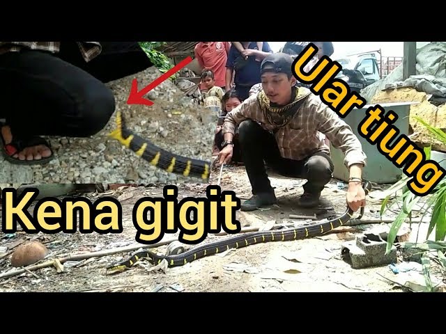 Oral seksli fohishalar Mushuklar juda katta