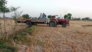 Mf 375 Vs 480 Ghazi Oldest Model Very Powerful Performance on Gandum Loader Trolla With Stunts