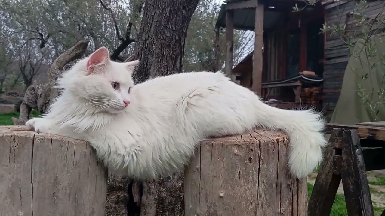 SİNE SAF  (2024 - 2025)