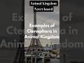 The Examples of Ctenophora in Animal Kingdom #shorts #ytshorts #youtubeshorts #ncert #neet