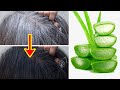 White Hair To Black Hair Naturally in Just 5 Minutes Permanently | Aloe Vera For Jet Black At Home