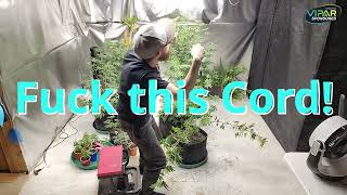 Training the Stank Fruit In the Viparspectra Veg Area