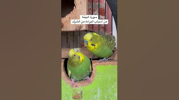 #سورة_البينة #قرآن #فضل السورة في مربع التعليقات #اكسبلور #العراق  #طيور #البادجي #quran #budgies