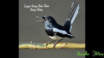 Luyện Giọng Chòe Than, Ép Giọng Chim Non