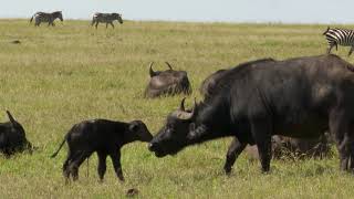 African buffalo with newly-born calf Resimi