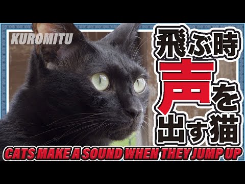 飛ぶ時声を出す猫