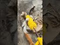 Cute pets Cute pet vlog My country life Cat’s confusing behavior Recording real life
