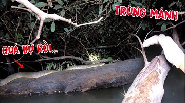 Thấy Con Rắn Mà Run Tay Nó Bự Như Cành Cây | GĐCG #997