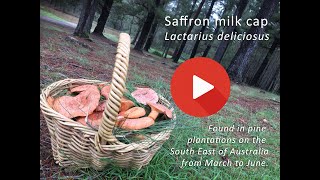 Harvesting saffron milk cap mushroom