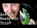What You NEED To Know Before Getting A Chinese Water Dragon
