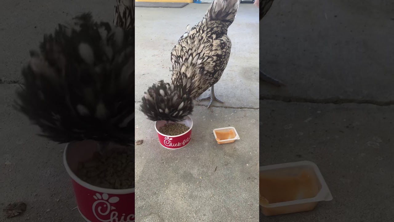 Becky our polish chicken is eating her food out of a chick fila dish
