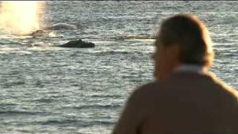 Gunter Pauli: Blue Economy inspired by whales