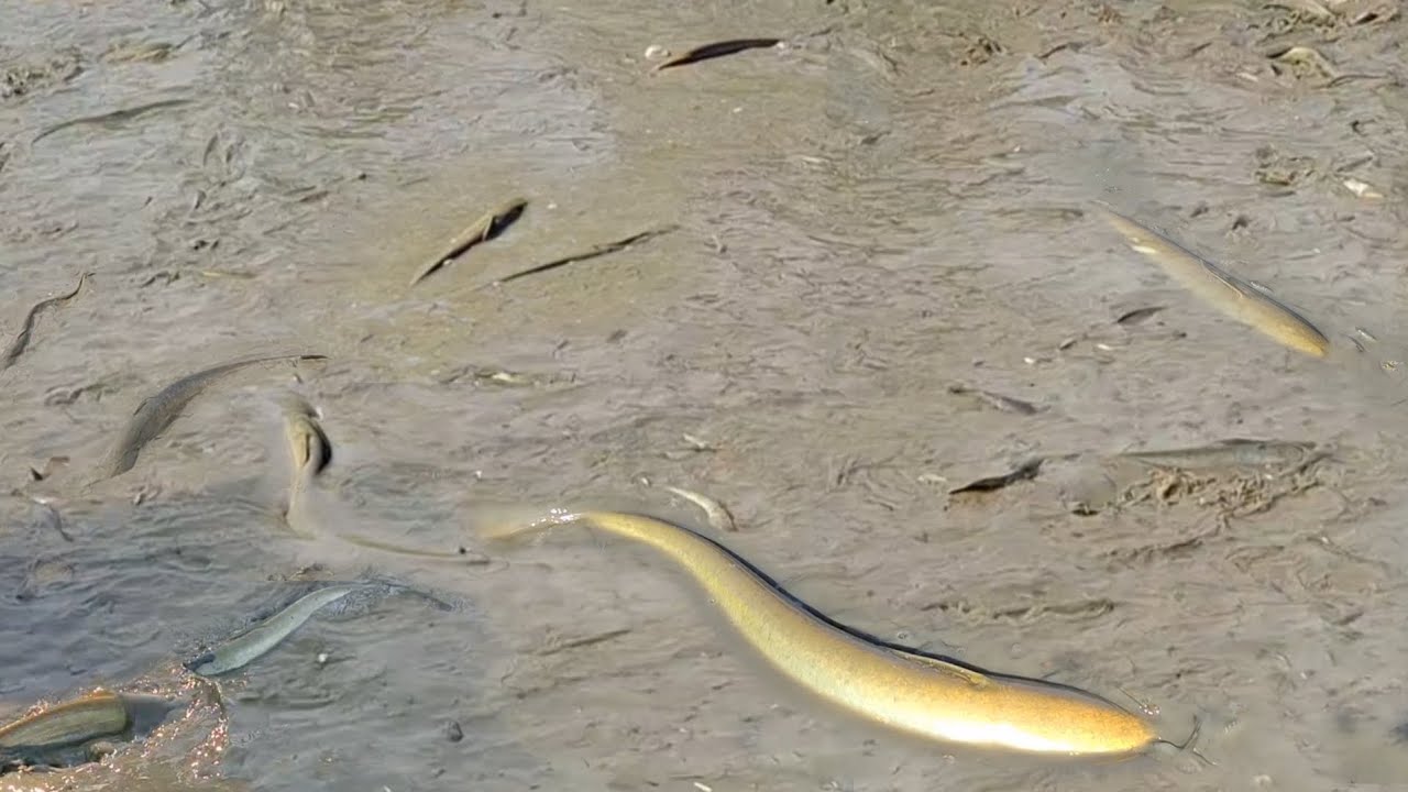 হাকালুকি হাওরে বাদে বাশা ভোটান বিল থেকে সেচে ধরা হচ্ছে বোয়াল মাছ। 