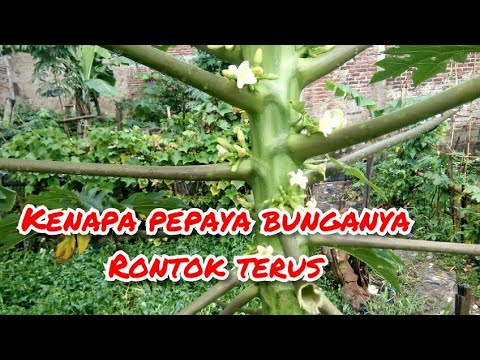 Video: Pawpaw Saya Tidak Menghasilkan Buah - Alasan Tidak Ada Buah Di Pohon Pawpaw