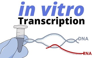 How IN VITRO TRANSCRIPTION works