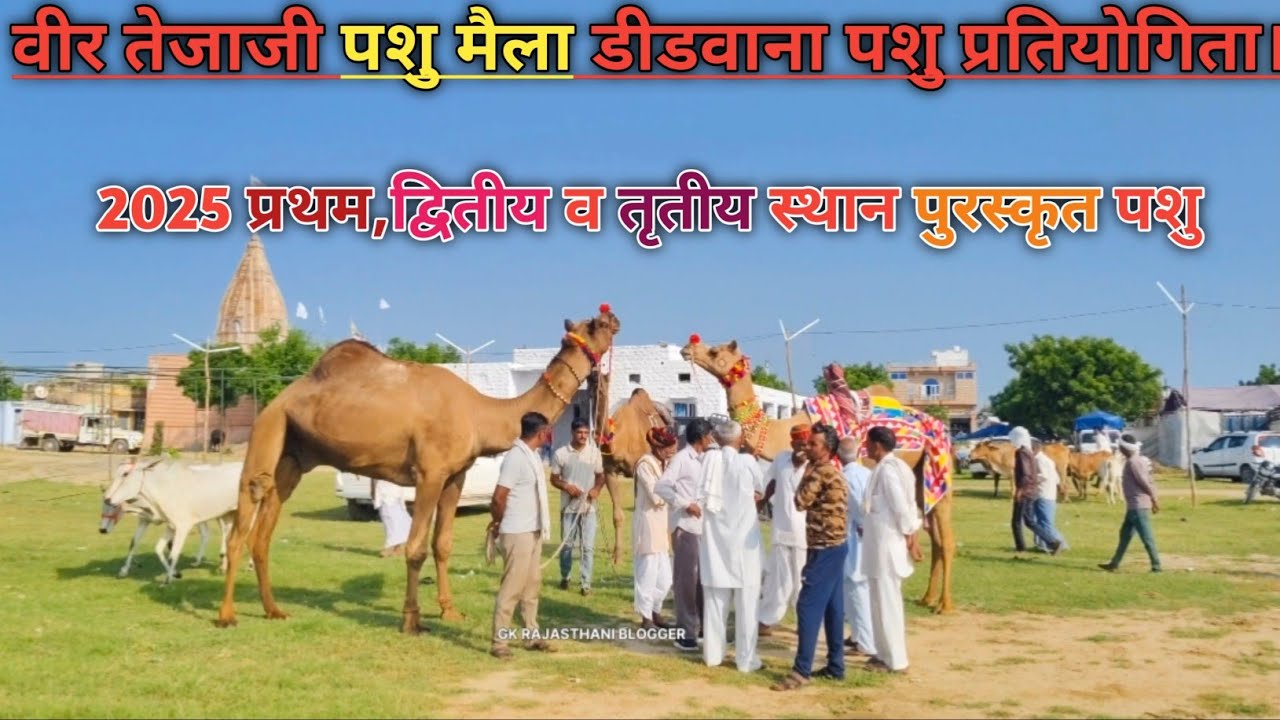 वीर तेजाजी पशु मैला डीडवाना पशु प्रतियोगिता 2025। प्रथम स्थान प्राप्त। 