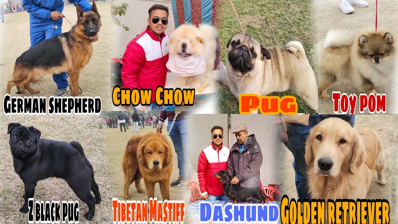 Amritsar Dog Show Part 2 25 December 2022 KCI Dog Show In Amritsar Dog Show Part 2 25 December 2022 KCI Dog Show In
