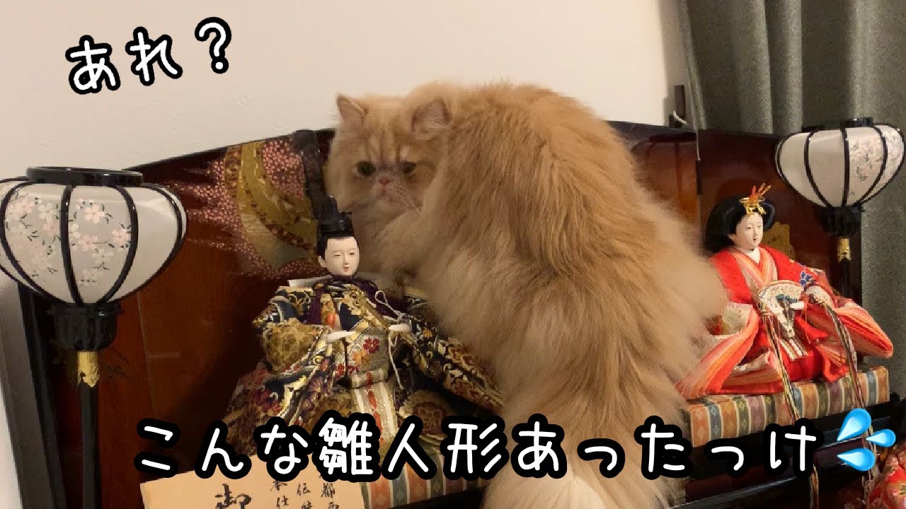 お雛様を初めて見た猫の行動がこちらです Youtube お雛様を初めて見た猫の行動がこちらです Youtube