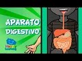 El Aparato Digestivo y la Digestión | Videos para Niños