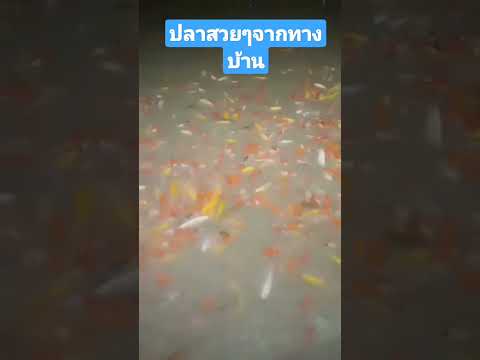 ปลาทองสวยมาก คลิปจากคุณแม่