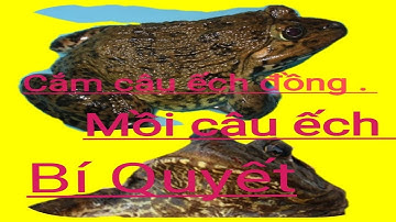 CẮM CÂU ẾCH ĐỒNG | MỒI CÂU ẾCH ÍT AI BIẾT | Mango Official