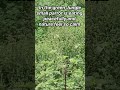 nature lover #english #englishspeaking #englishlearning #englishvocabulary #shorts