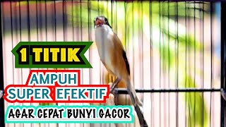 PANCINGAN CENDET SUPER EFEKTIF AGAR CEPAT BUNYI GACOR, CENDET GACOR FULL ISIAN