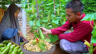 planting cucumbers until harvest | karedok, salted fish, extraordinarily delicious