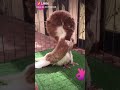 ههه ئه له ييه ناره
