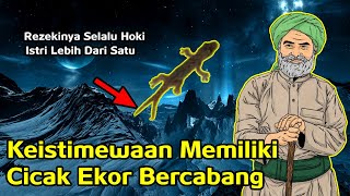 Download Lagu BAKAL PUNYA REZEKI BESAR BAHKAN KAYA ❗ INI KEISTIMEWAAN MEMILIKI CICAK EKOR BERCABANG MP3