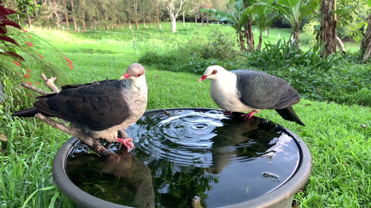 White-headed Pigeons Male and Female 