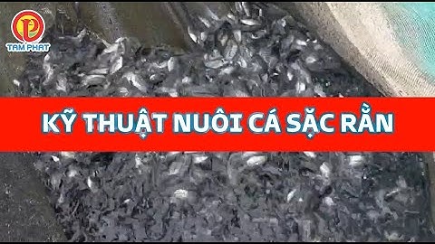 KỸ THUẬT NUÔI CÁ SẶC RẰN - KỲ 2: CHĂM SÓC