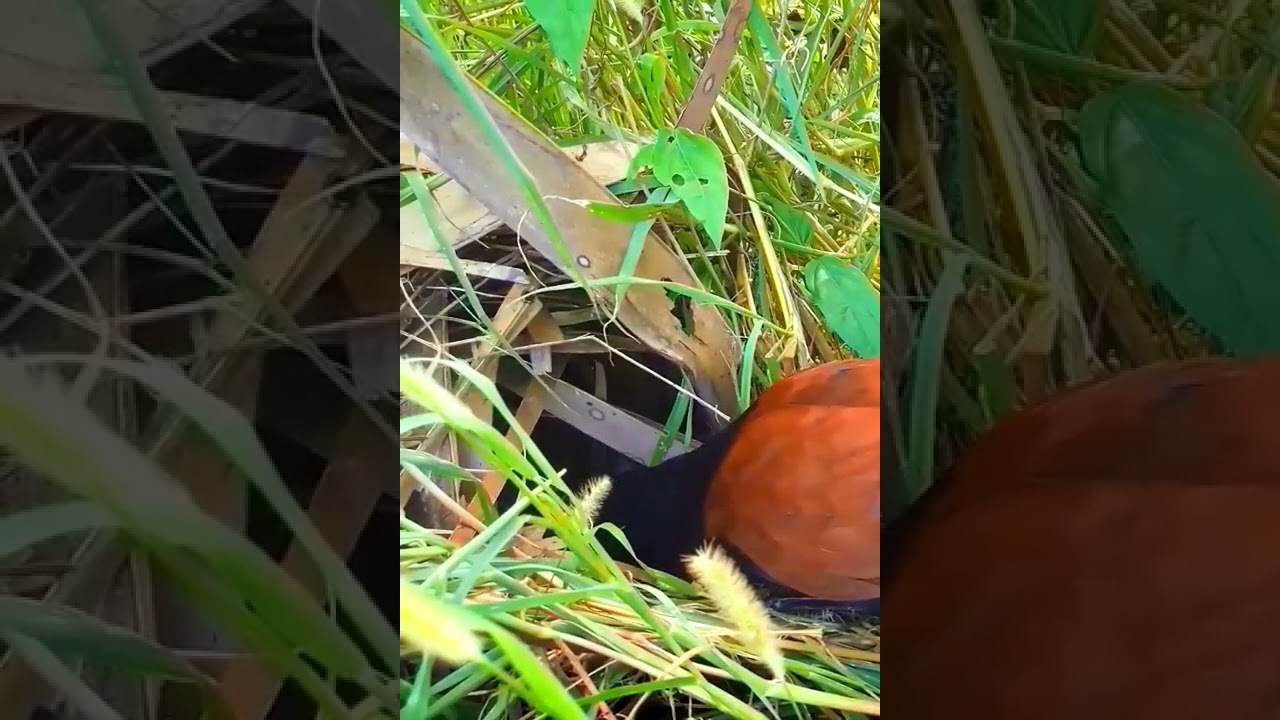 @, bird - Greater, coucal #[baby village review]