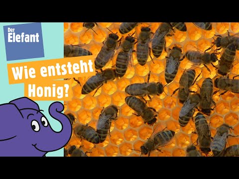 Video: Essen Bienen Honig oder machen sie ihn nur?