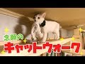 念願のキャットウォーク設置でぽてちゃん大喜び！？