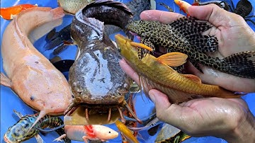 Tổng hợp các video cá cảnh đẹp, động vật dễ thương, vịt, cá rồng, cá ba đuôi, cá koi