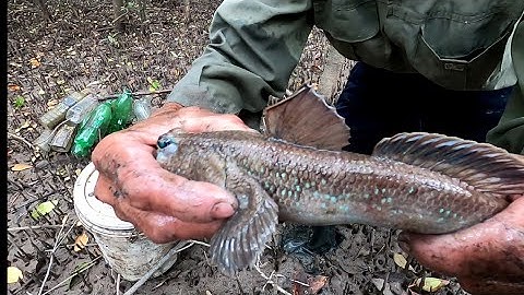 Vào Rừng Đước Cụ Truy Lùng Thòi Lòi Biển Bằng Chai Nhựa Bỏ Đi /Đạt Nguyễn Cần Giờ