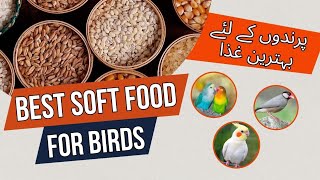 Best Soft For Birds | Soft For Birds Breeding Summer | Java Soft Food | پرندوں کا سافٹ فوڈ screenshot 2