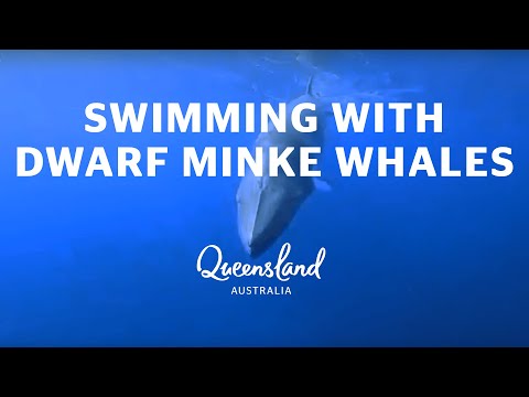 Swimming with dwarf