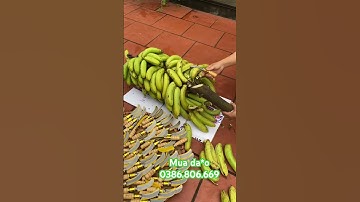 DAO CẮT CẢI CHUỐI TRONG 1 nốt nhạc lhe 0386.806.669