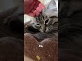day 36 of petting my cats for every follower gained