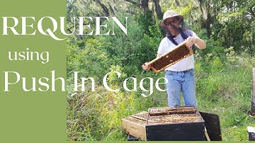 ☯️ Introducing a Queen with Push In Cage #beekeeping101