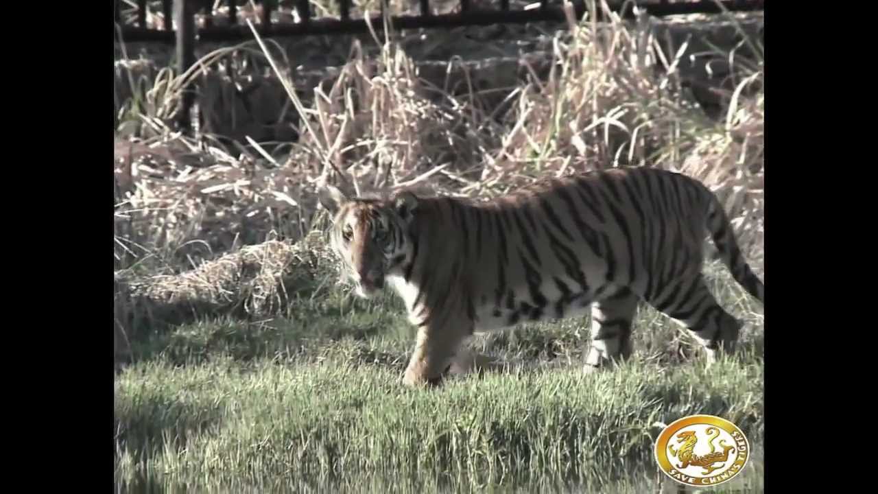 Training Tigers to hunt and kill in South Africa Rewilding YouTube