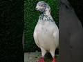 High flyer pigeon breeder pair #shortfeed #pigeon #bird
