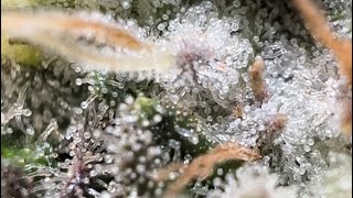 How to Grow High THC and Terpenes Hitting High EC Growing Exotics