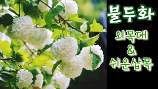 4월에 하는 쉬운 삽목 #외목대