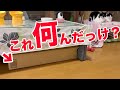 【ねこ動画】ローテーブルの下にあったこれって何のやつだっけ？