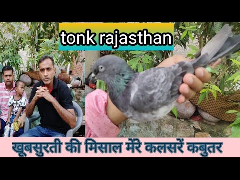 Kalsare Kabootar Tonk Old Breed  Beautiful Pigeons Rajasthan  Anwar Bhai 9269150753